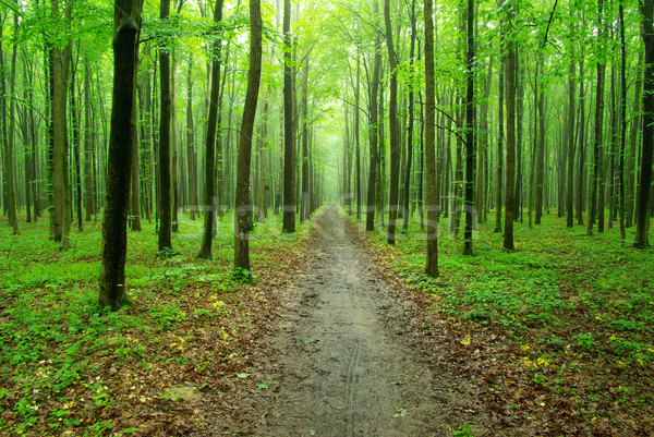  forest Stock photo © Pakhnyushchyy