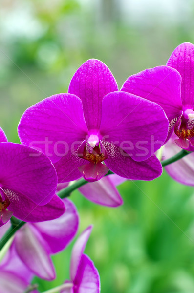 Orquídeas hermosa verde flor resumen naturaleza Foto stock © Pakhnyushchyy