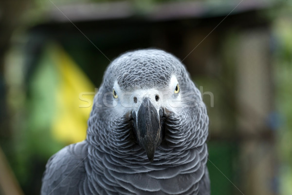 parrot bird  Stock photo © Pakhnyushchyy