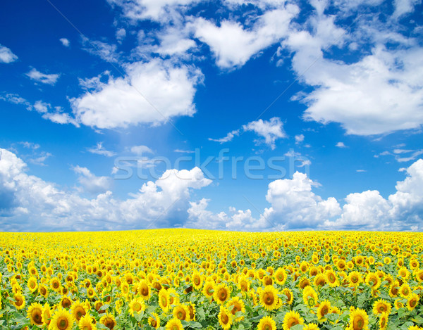 Stockfoto: Zonnebloem · veld · bewolkt · blauwe · hemel · bloem · boerderij