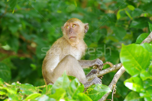 [[stock_photo]]: Singe · séance · arbre · visage · forêt · enfant