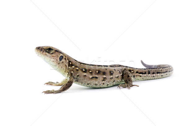 lizard  Stock photo © Pakhnyushchyy