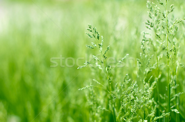 綠草 模糊 草 背景 夏天 模式 商業照片 © Pakhnyushchyy