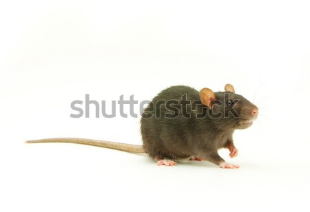Стоковые фотографии по запросу Прикольные крысы