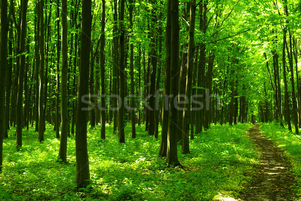 森林 パス 緑 自然 光 夏 ストックフォト © Pakhnyushchyy