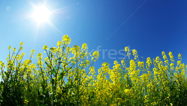 Stockfoto: Verkrachting · veld · wolken · hemel · zomer · groene