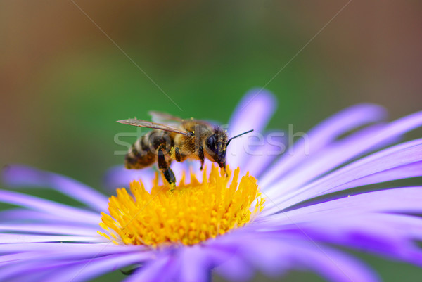 flower and bee Stock photo © Pakhnyushchyy