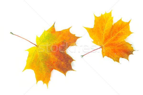 Outono maple leaf isolado branco laranja texturas Foto stock © Pakhnyushchyy