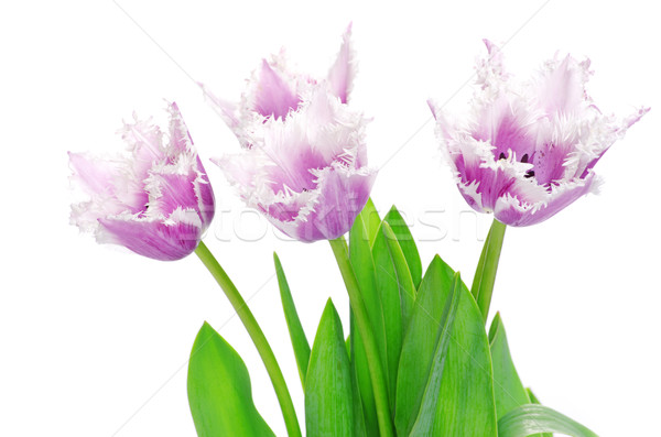pink tulips Stock photo © Pakhnyushchyy