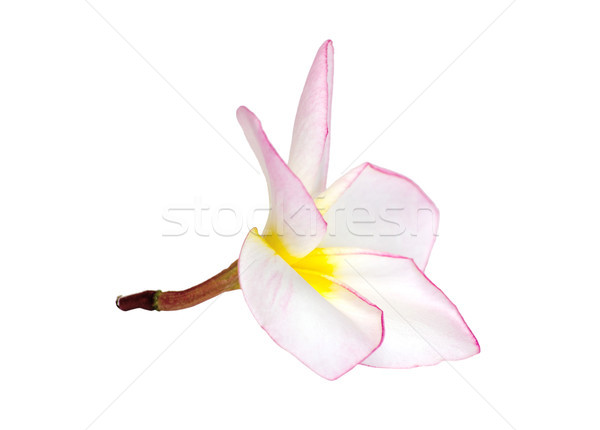 Frangipani flower  Stock photo © Pakhnyushchyy