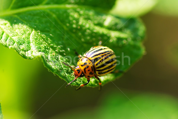 Colorado beetle Stock photo © Pakhnyushchyy