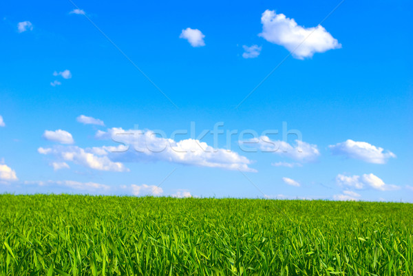 Domaine ciel ciel bleu printemps herbe été [[stock_photo]] © Pakhnyushchyy