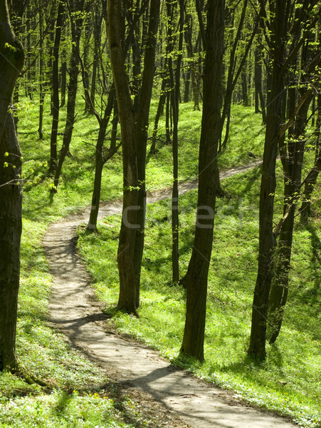Groene bos bomen planten mist Stockfoto © Pakhnyushchyy