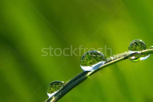 Roua picături picătură lamă iarbă verde Imagine de stoc © Pakhnyushchyy