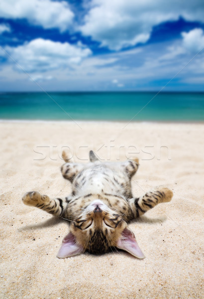 Chat plage ciel bleu soleil nature mer [[stock_photo]] © Pakhnyushchyy