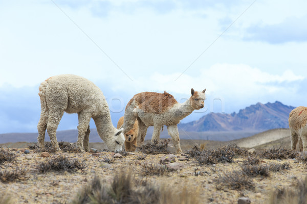 lamas in Andes,Mountains, Peru Stock photo © Pakhnyushchyy
