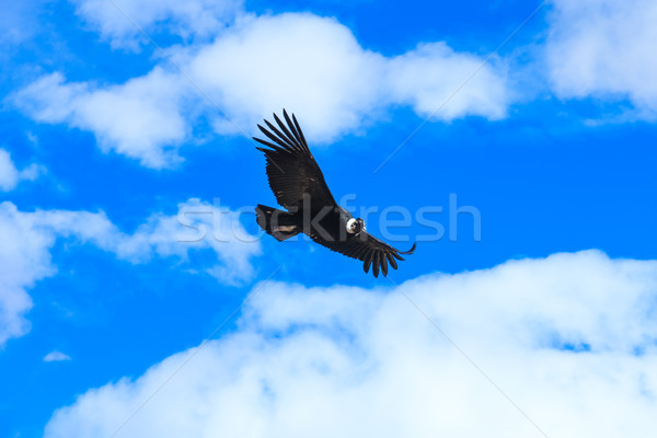 condor in sky Stock photo © Pakhnyushchyy