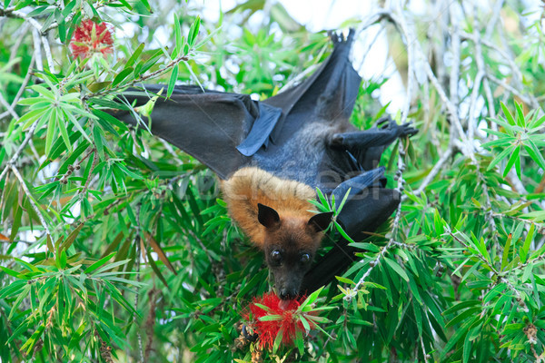 Bat suspendu noir Fox battant Photo stock © Pakhnyushchyy