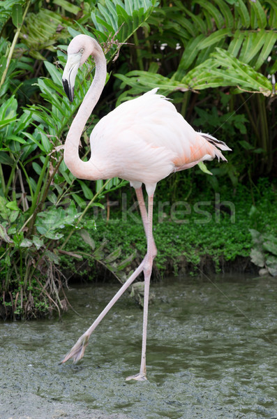  flamingos  Stock photo © Pakhnyushchyy