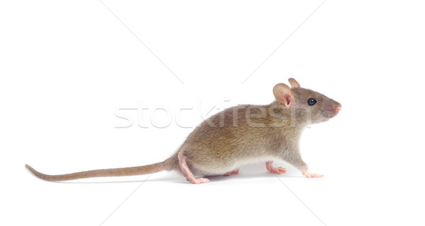 Rat isolé blanche nez animaux de compagnie fourrures Photo stock © Pakhnyushchyy