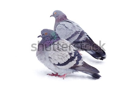 Pigeon une gris isolé blanche plumes [[stock_photo]] © Pakhnyushchyy