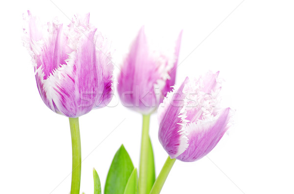 pink tulips  Stock photo © Pakhnyushchyy