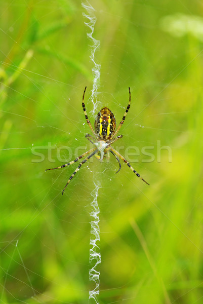 spider    Stock photo © Pakhnyushchyy