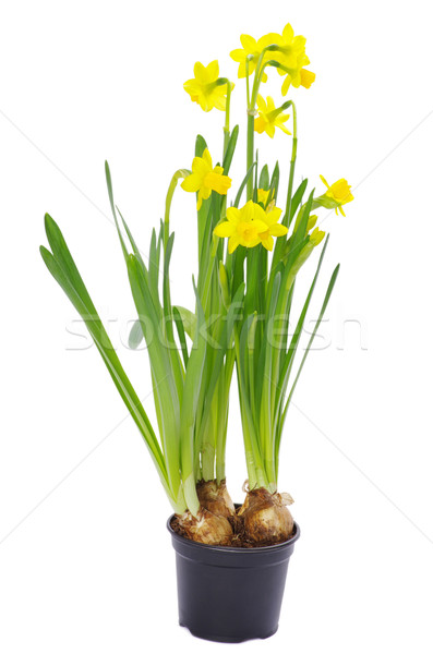 Stock photo:  narcissus 