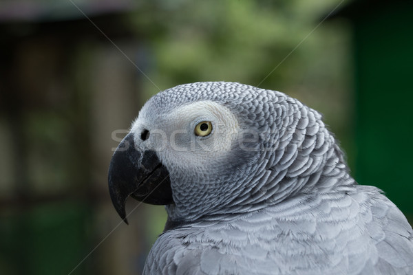 parrot  Stock photo © Pakhnyushchyy