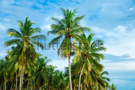 Playa tropical pirámide ciudad piedra arquitectura Foto stock © Pakhnyushchyy