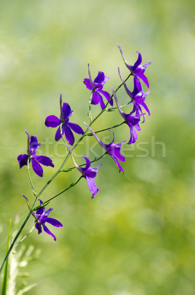  flower on the field Stock photo © Pakhnyushchyy