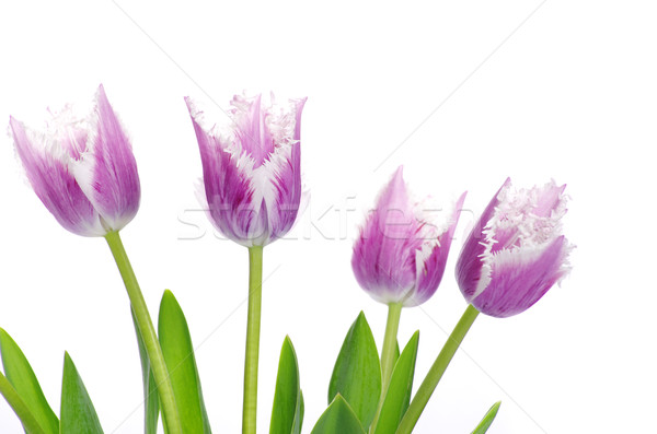  tulips  Stock photo © Pakhnyushchyy
