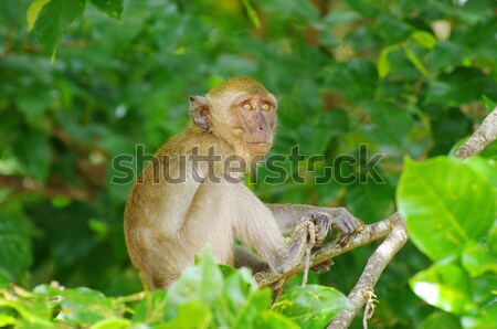 Singe séance arbre visage forêt enfant [[stock_photo]] © Pakhnyushchyy