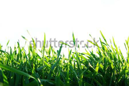  lawn Stock photo © Pakhnyushchyy