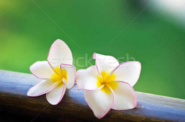 frangipani flowers  Stock photo © Pakhnyushchyy