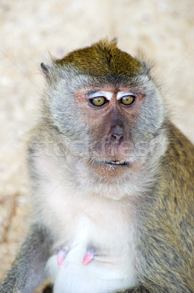 monkey Stock photo © Pakhnyushchyy