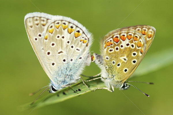  butterfly  Stock photo © Pakhnyushchyy