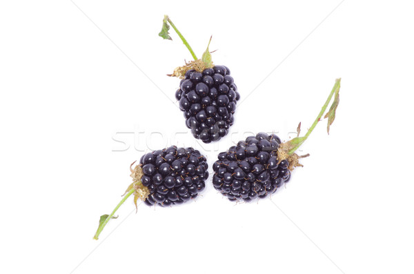 blackberry  Stock photo © Pakhnyushchyy