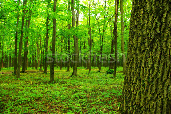 [[stock_photo]]: Forêt · à · couper · le · souffle · vue · soleil · misty · jour