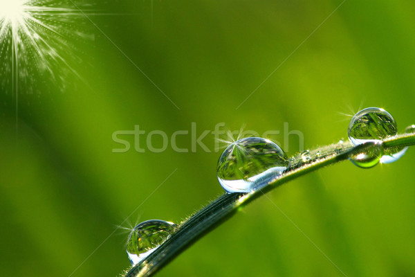 Roua picături picătură lamă iarbă grădină Imagine de stoc © Pakhnyushchyy
