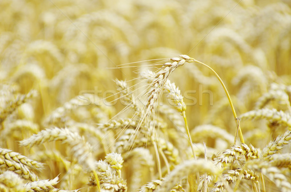 麦畑 夏 自然 フィールド 小麦 ストックフォト © Pakhnyushchyy