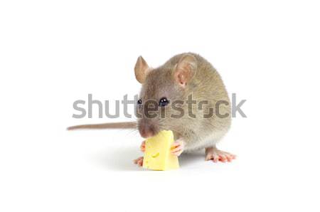 Szczur odizolowany biały nosa zwierzęta futra Zdjęcia stock © Pakhnyushchyy