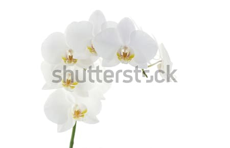 Orchidées blanche fleur isolé nature propre [[stock_photo]] © Pakhnyushchyy