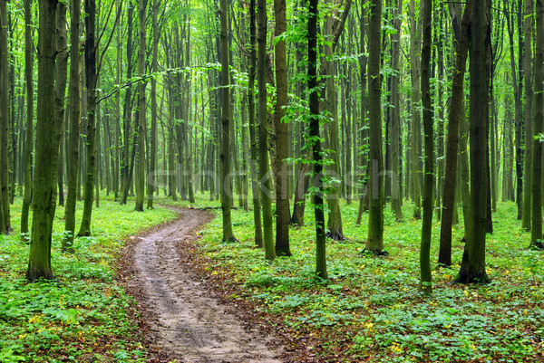 green forest Stock photo © Pakhnyushchyy