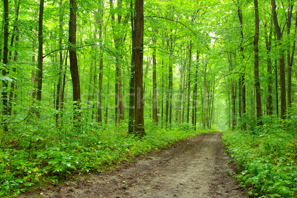  forest Stock photo © Pakhnyushchyy