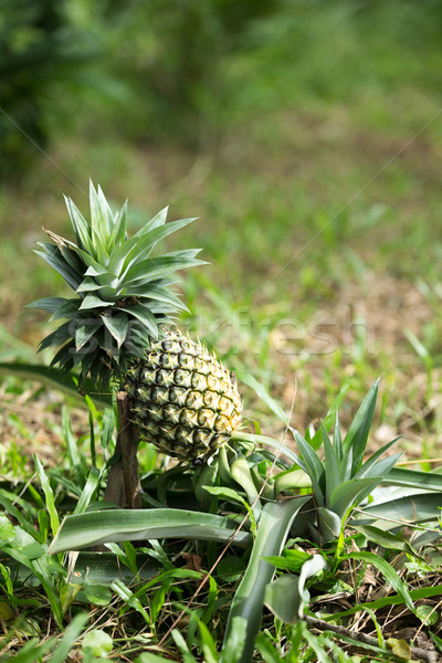 Сток-фото: ананаса · фрукты · фермы · растущий · природы · продовольствие