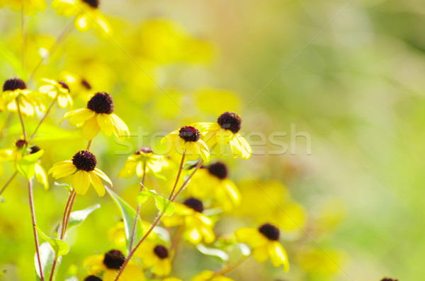 Stock foto: Gelben · Blüten · abstrakten · Bereich · Frühling · Sommer · grünen