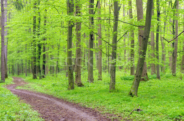  green forest Stock photo © Pakhnyushchyy