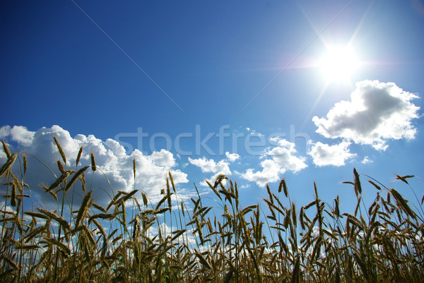 wheats spike Stock photo © Pakhnyushchyy