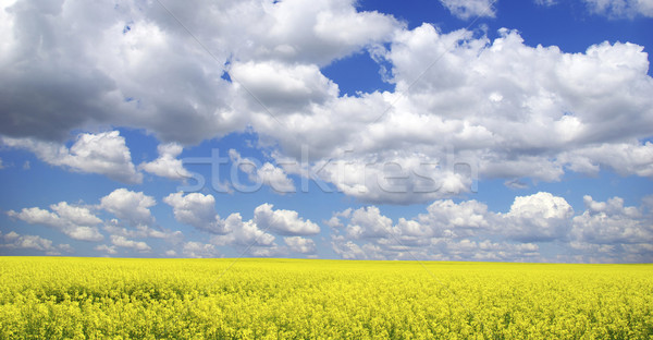 Viol domaine nuages ciel été vert Photo stock © Pakhnyushchyy